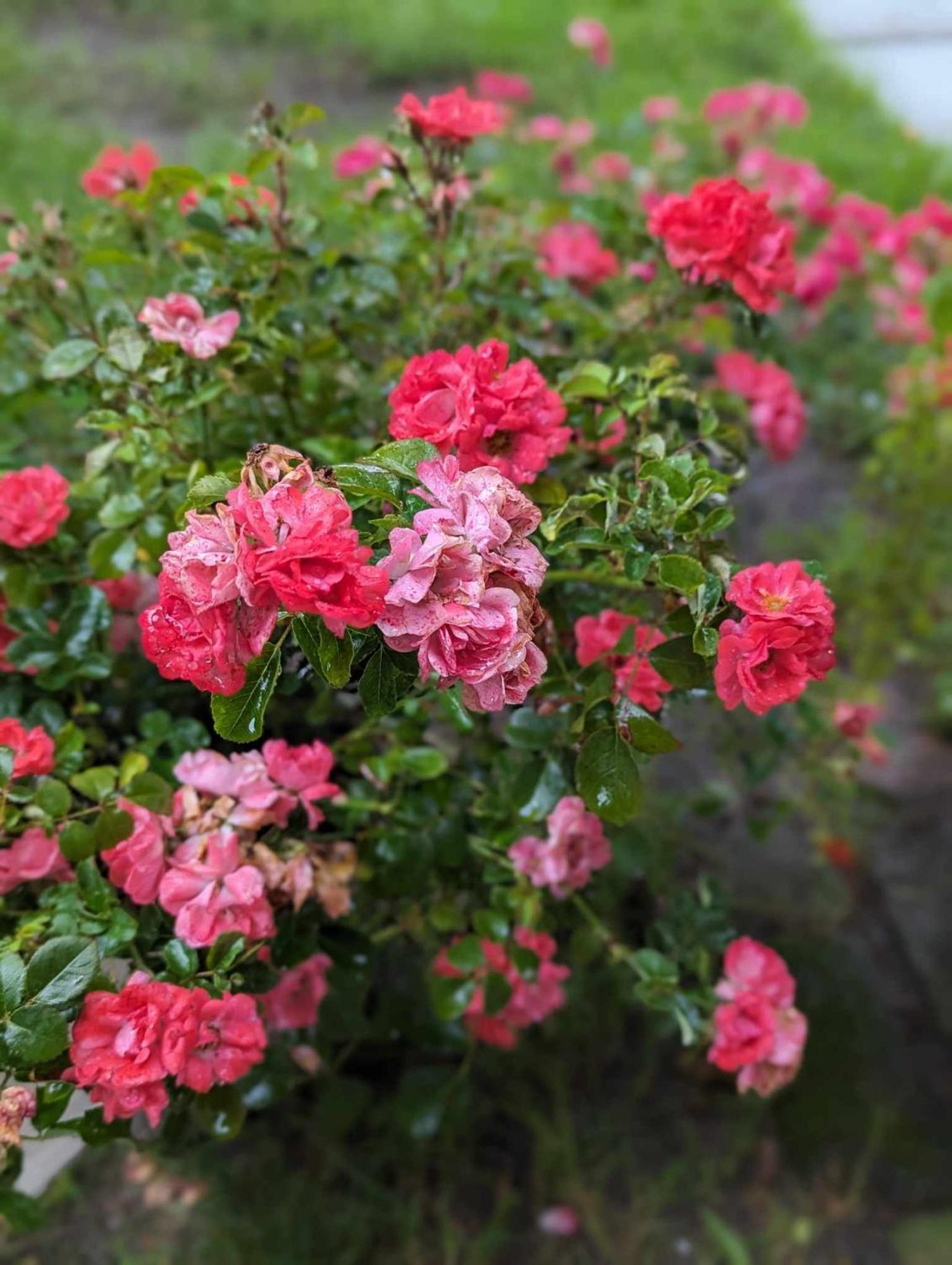 The Vistula Rose B & B Toledo Dış mekan fotoğraf